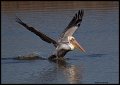 _4SB9736 brown pelican